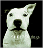 Shelter Dogs