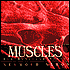 Muscles: Our Muscular System