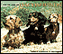 2003 Dachshunds Deluxe Wall Calendar