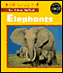 Elephants (In the Wild)