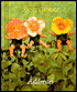 Anne Geddes Addresses