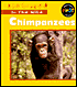 Chimpanzees (In the Wild Series)