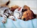 Sweet Dreams - 300 piece puzzle by Ravensburger: Product Image
