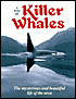 Pod of Killer Whales: The Mysterious and Beautiful Life of the Orca