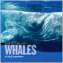 Face to Face with Whales