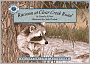 Raccoon at Clear Creek Road
