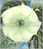 Georgia O'Keeffe: One Hundred Flowers