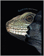 Lizard Love