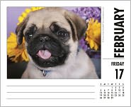 2012 Just Pugs Daily Box Calendar