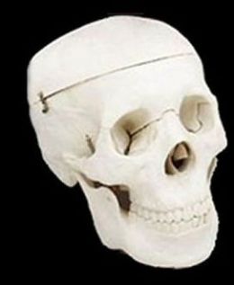 Buckys Boneyard CS204 Budget Life-Size 3-Piece Skull- Pack of 2