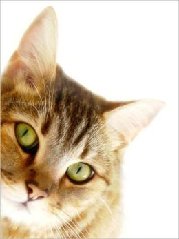 Cat Training For Beginners