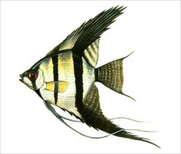 A Beginners Guide to Angelfish Care
