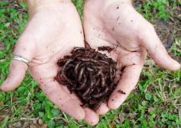Worm Farming for Beginners