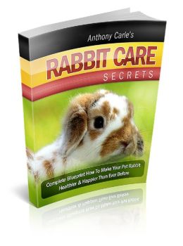 RABBIT CARE Secrets