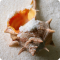 Abbeys Seashells Wallpaper
