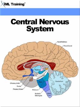Central Nervous System (Human Body) by IML Training | 2940148303763