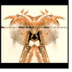 Recombination