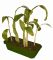Banana Bonanza Sprout n' Grow Edible Greenhouse