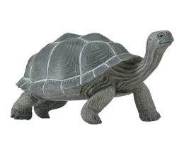 Ic Galapagos Tortoise