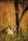 Life in the Wild: George Schaller's Struggle to Save the Last Great Beasts