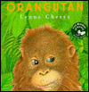 Orangutan