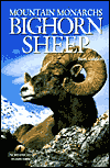 Bighorn Sheep: Mountain Monarchs