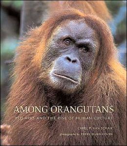 Among Orangutans: Red Apes and the Rise of Human Culture