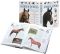 The Encyclopedia of Horses & Ponies