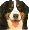 Animal-Shaped Board Books: Dogs & Puppies
