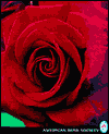 The Ultimate Rose