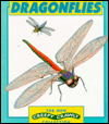 Dragonflies