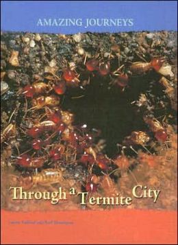 Through a Termite City