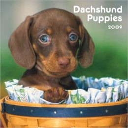 Dachshund Puppies 2009 Mini Calendar