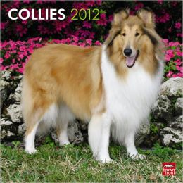 2012 Collies Square 12X12 Wall Calendar