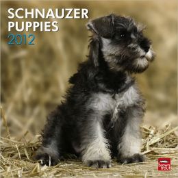 Schnauzer Puppies 2012 Square 12X12 Wall Calendar BrownTrout Publishers Inc