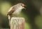 National Geographic Angry Birds: 50 True Stories of the Fed Up, Feathered, and Furious