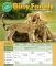 2011 Busy Family Wall Calendar