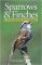 Sparrows and Finches of the Great Lakes Region and Eastern North America