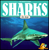Sharks for Kids
