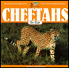 Cheetahs for Kids