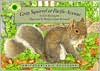 Gray Squirrel at Pacific Avenue (Smithsonian's Backyard Series)