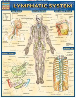 Lymphatic System