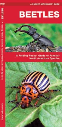 Beetles: An Introduction to Familiar Species