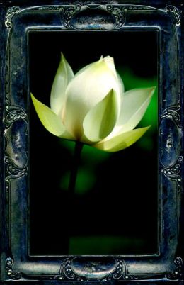 Letting the Lotus Bloom Kevin Kelly