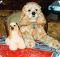 Katie Up and Down the Hall: The True Story of How One Dog Turned Five Neighbors into a Family