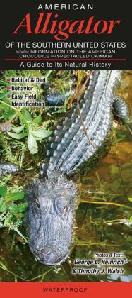 American Alligator of the Southern United States
